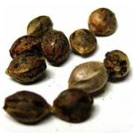 Семена марихуаны АК-47  (Seeds AK-47) в Анжеро-Судженске